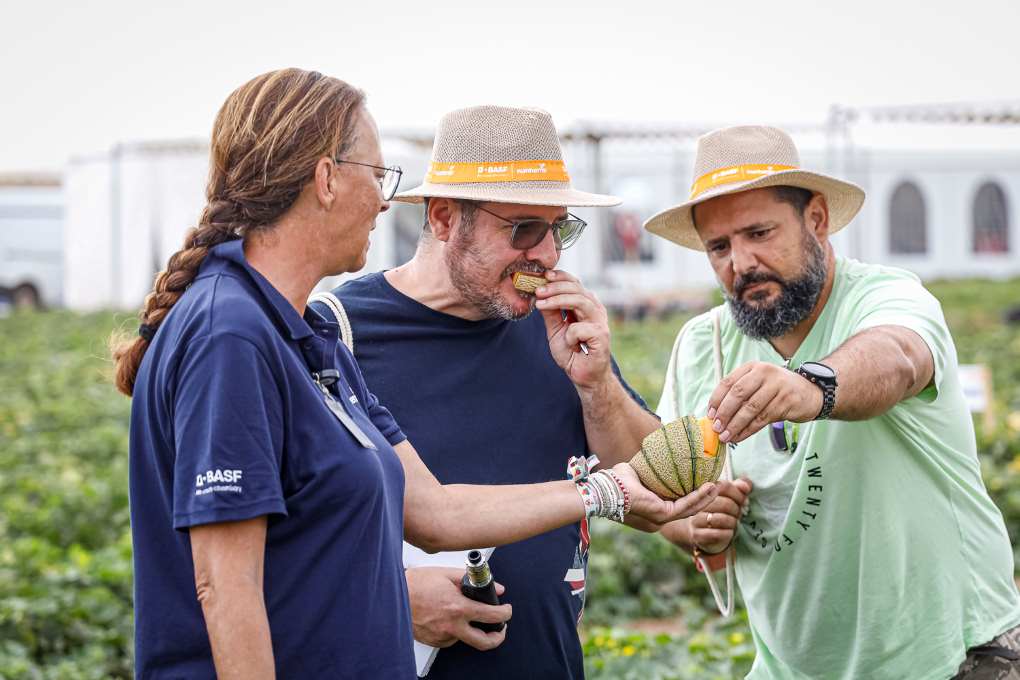 melon sandía basf