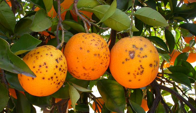 Intercitrus_Citrus Black Spot (002)