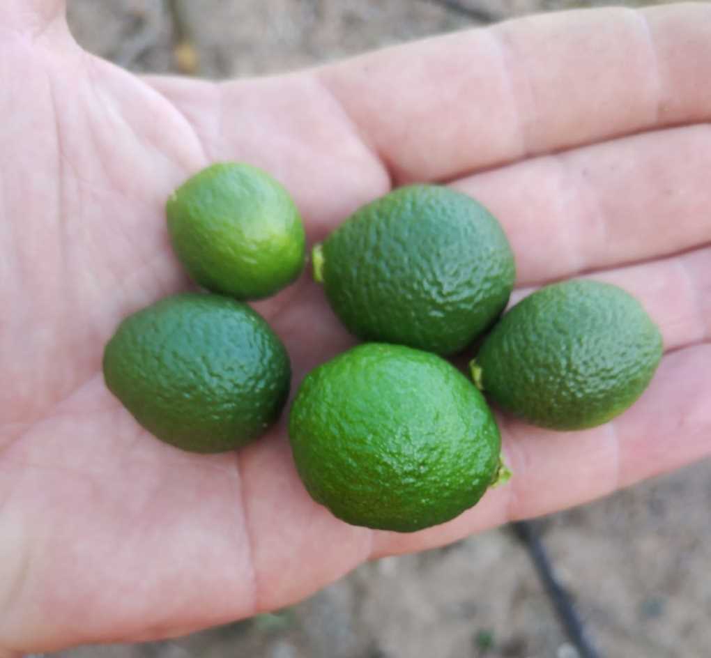 Fisiopatía mandarines (002)