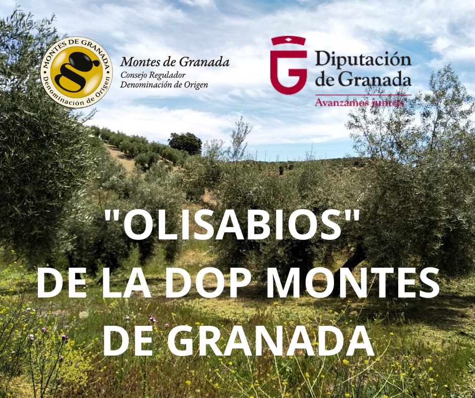 OLISABIOS-DE-LA-DOP-MONTES-DE-GRANADA