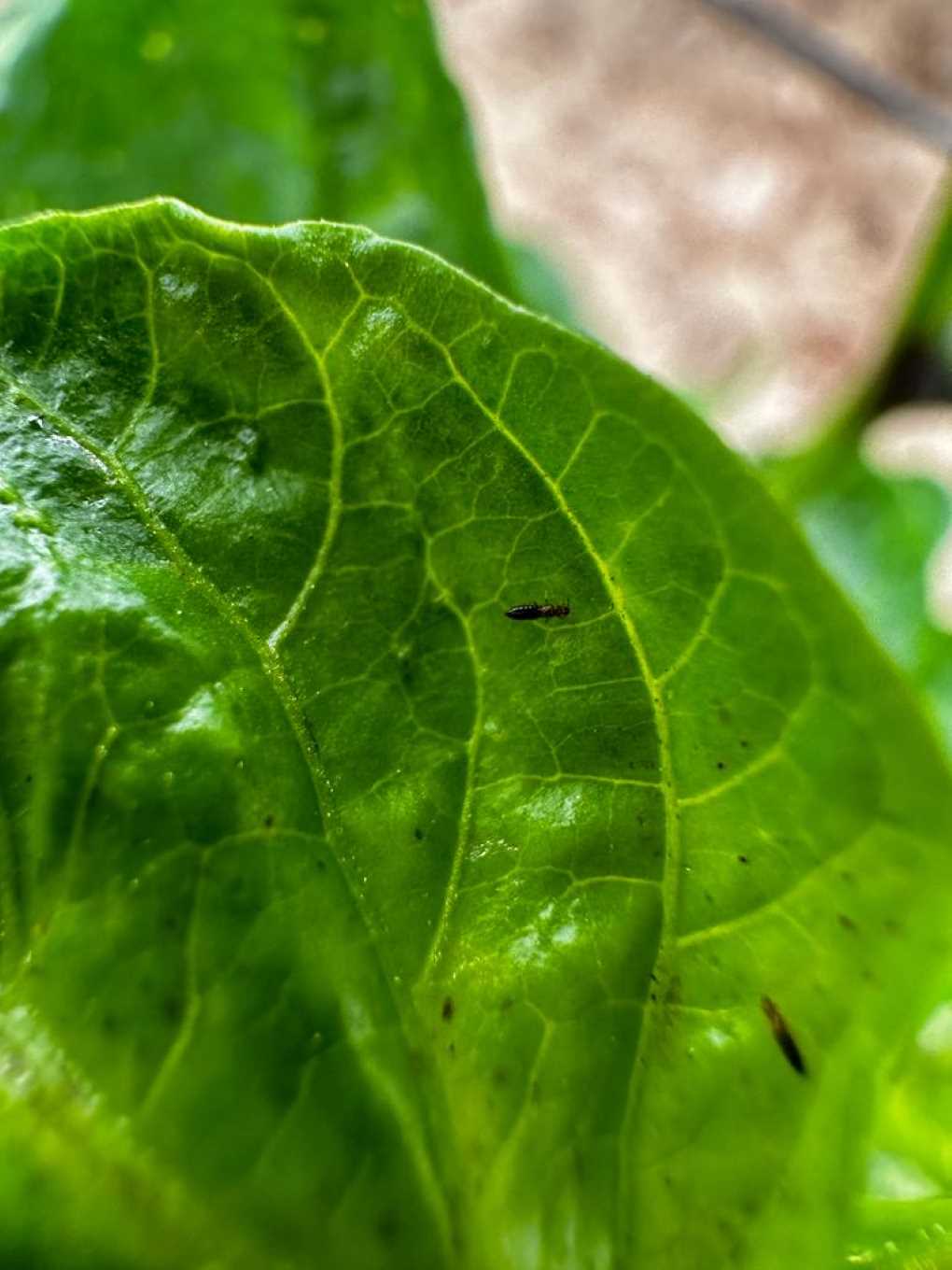 Thrips parvispinus_ (002)