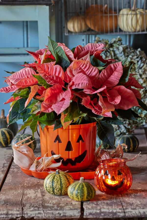 poinsettia