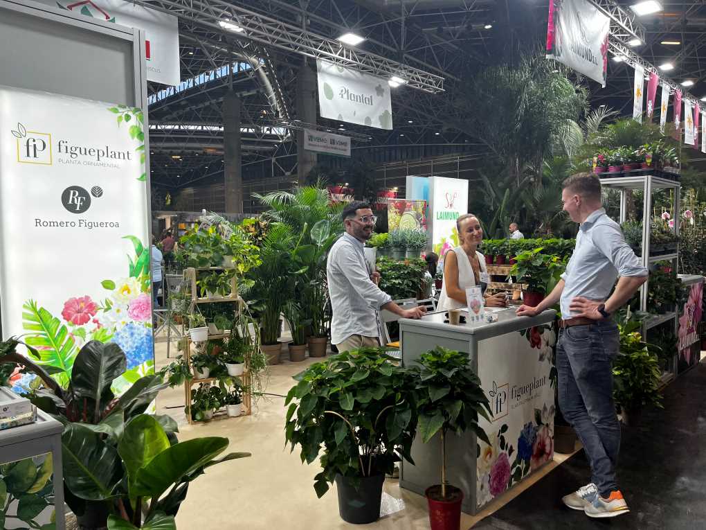 Figueplant