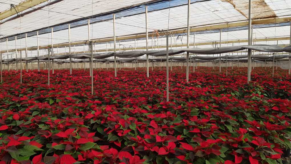 Flor de Pascua roja