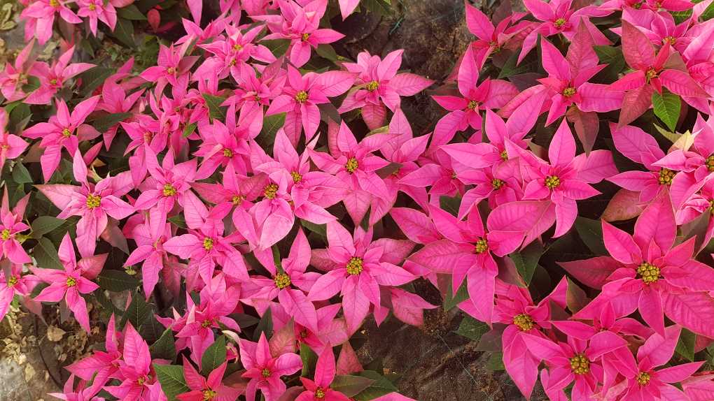 Flor de Pascua rosa