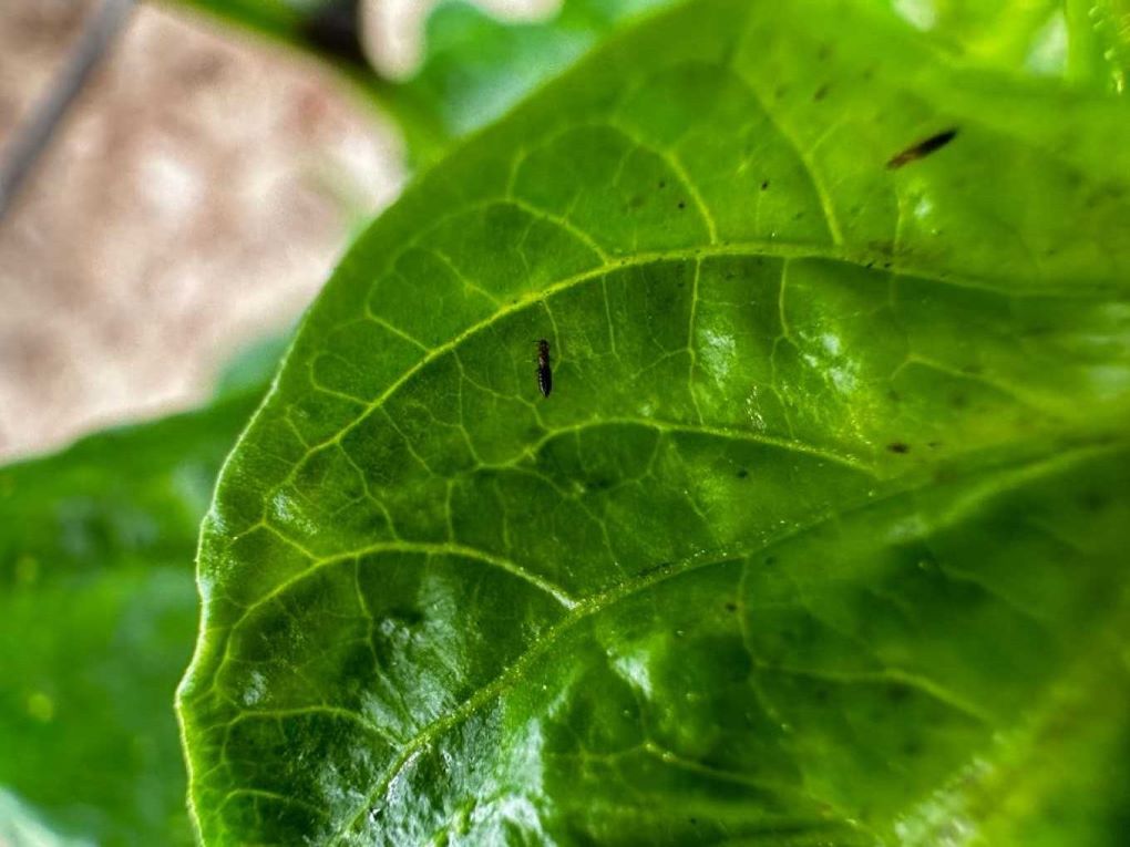 Thrips-parvispinus (1)