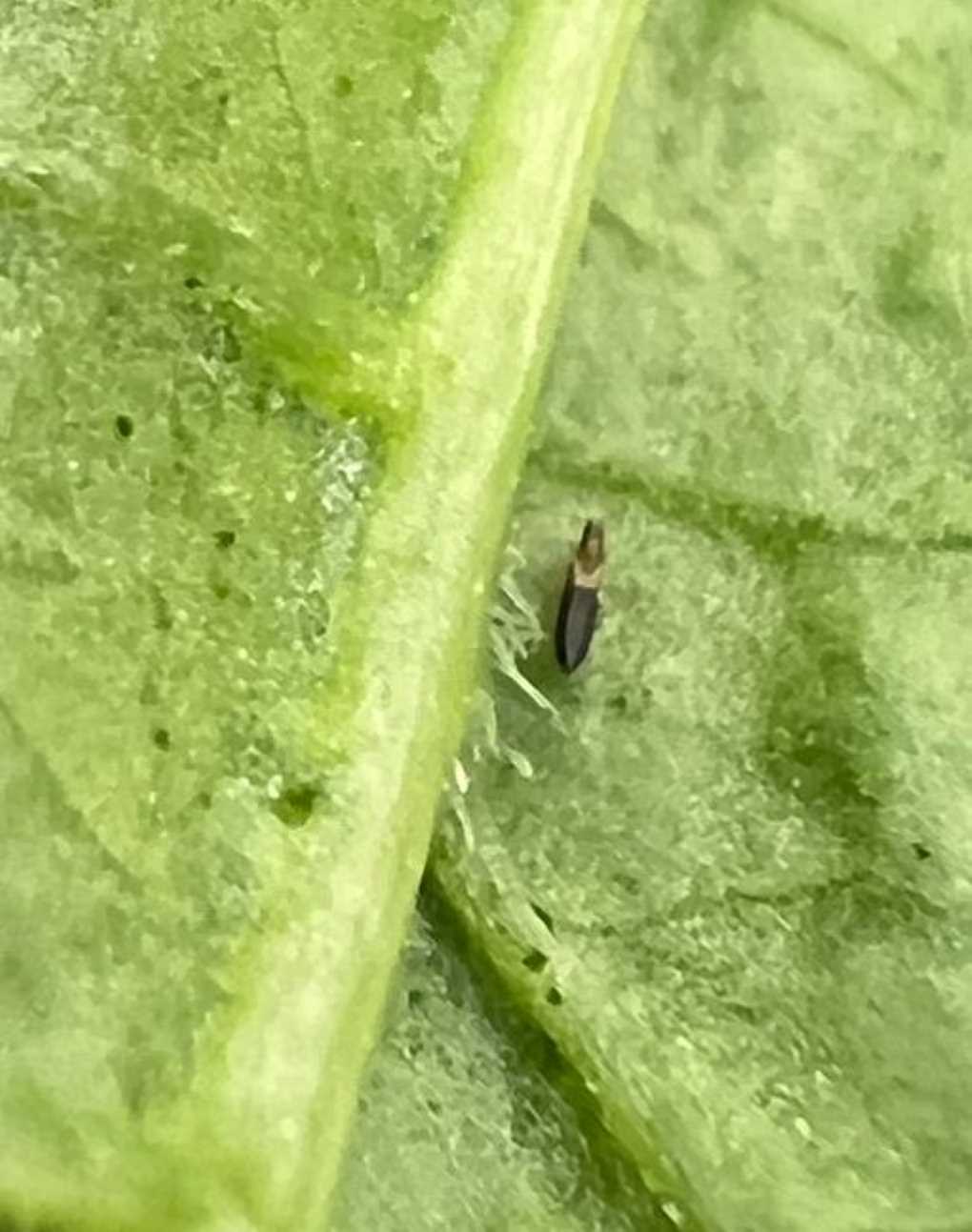Thrips-parvispinus (2)