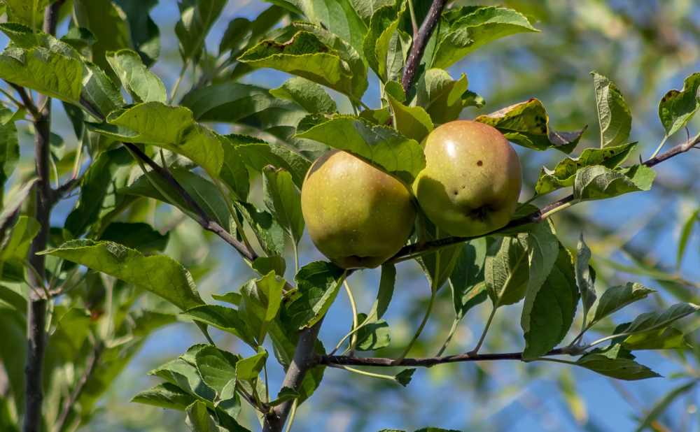 frutales