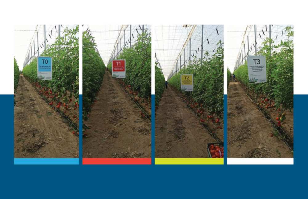 invernadero experimento tomates