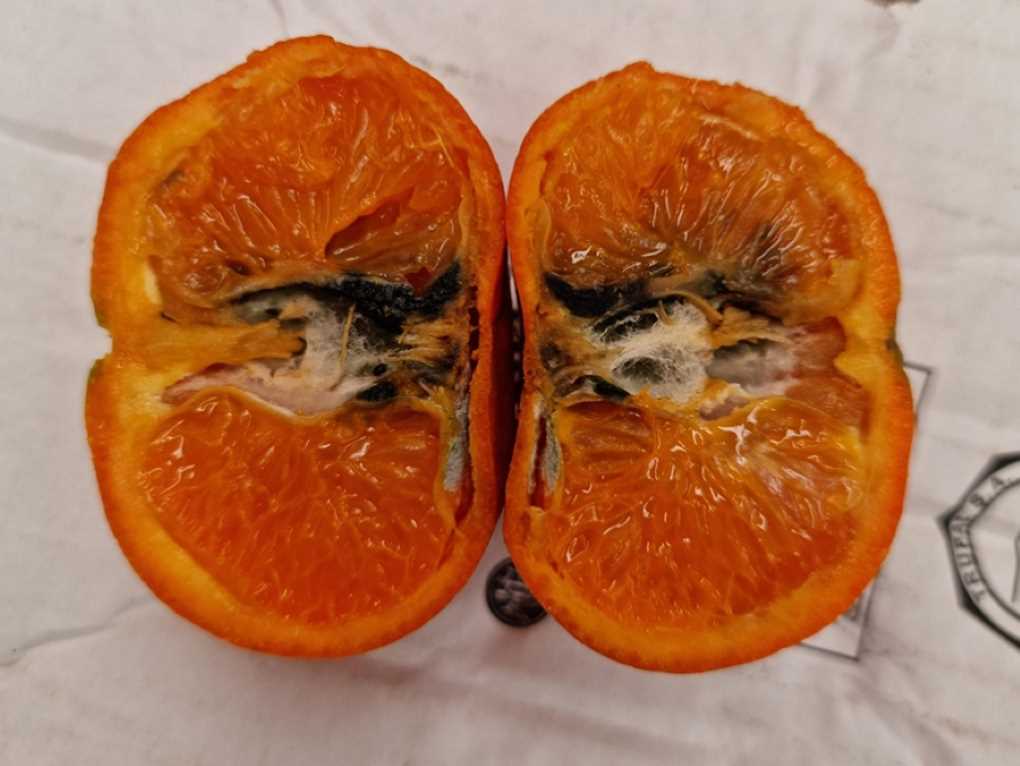 AVA ASAJA_Falsa polilla