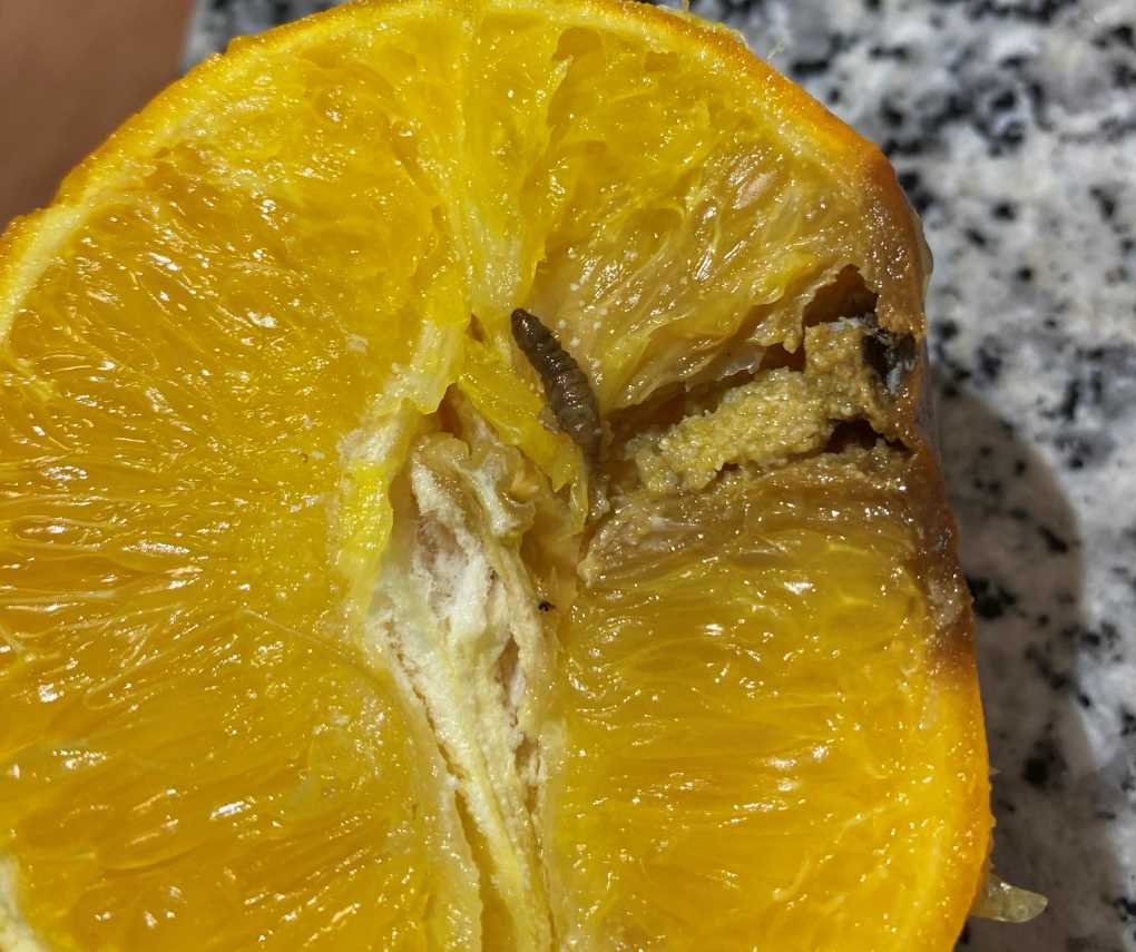 Falsa polilla