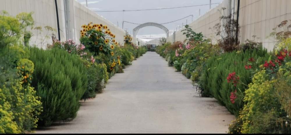 LQA
