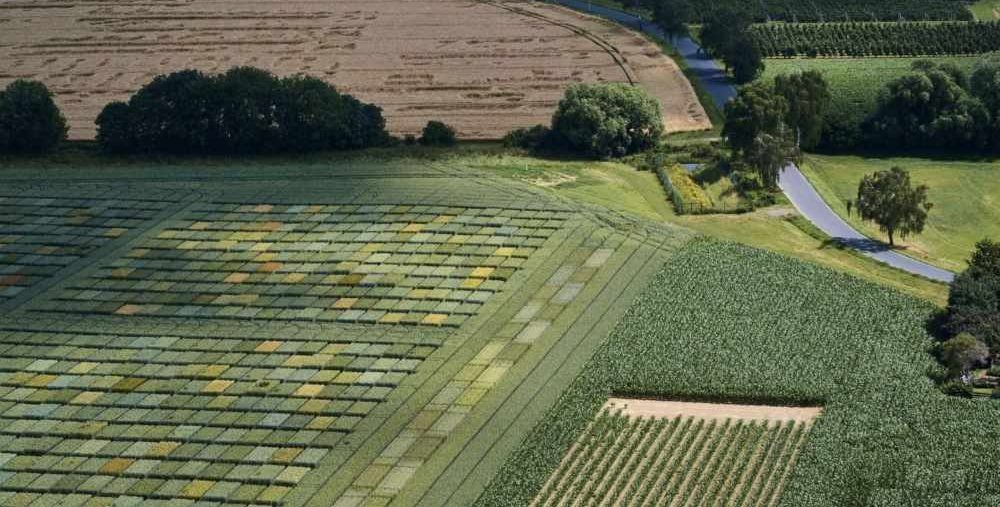 campo diverso