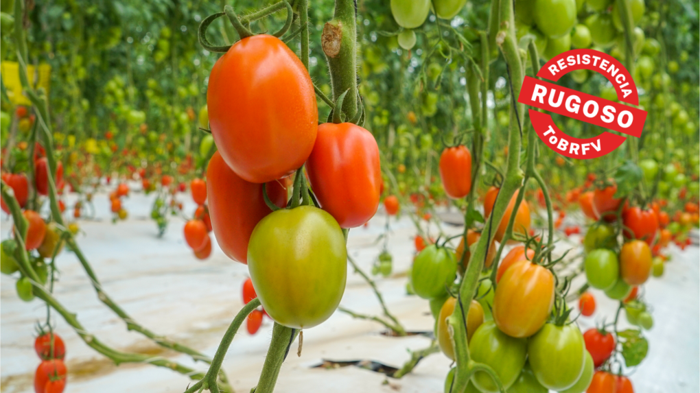 BASF Azovian Variedad Resistente a Rugoso