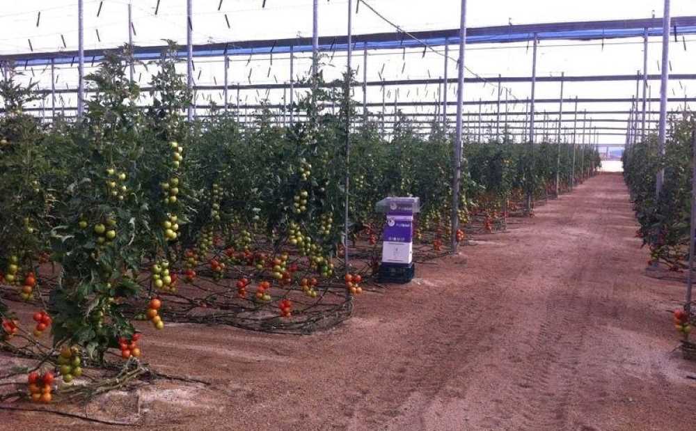 Invernadero de tomates