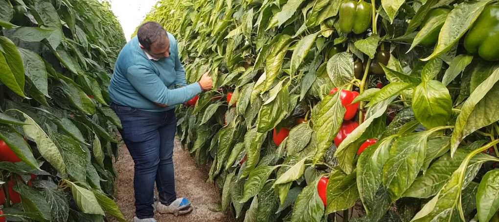 Pimiento BASF (3)
