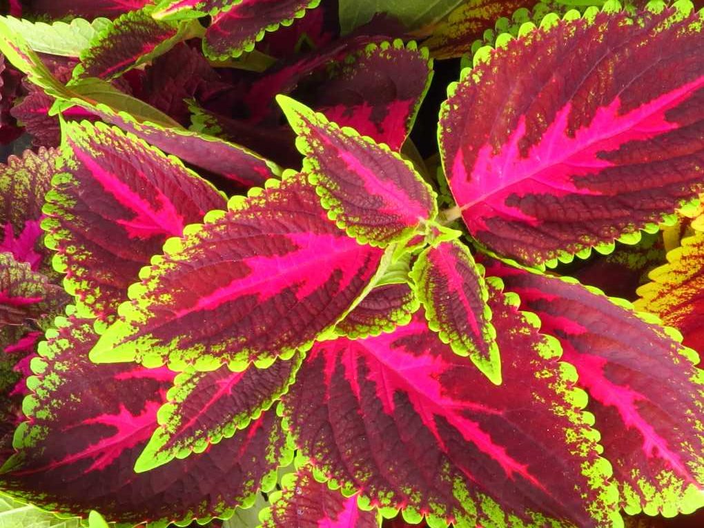 Planta