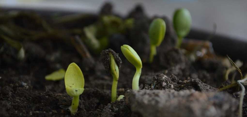 agricultura_regenerativa_curso