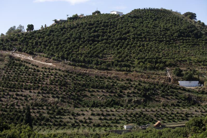 frutales