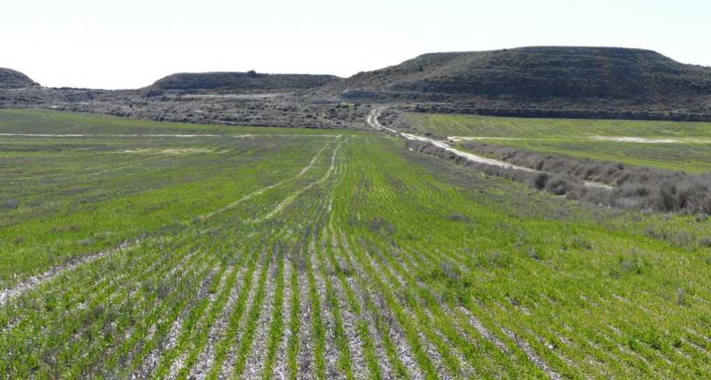 Agricultura de conservación