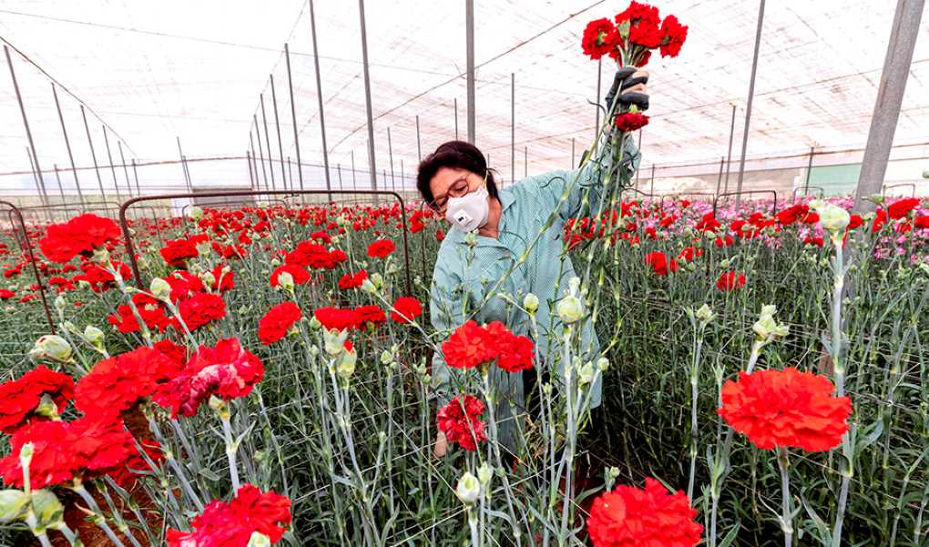 Agricultura intensiva