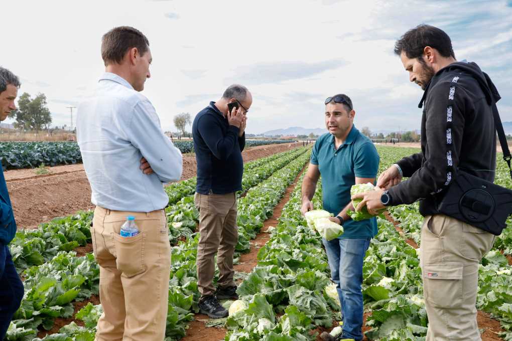 BASF Lechuga (2)