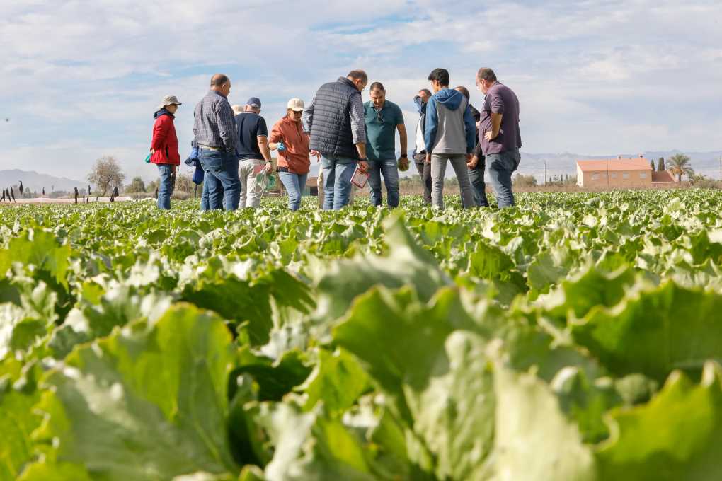BASF Lechuga