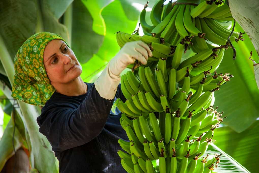 Plátano de Canarias