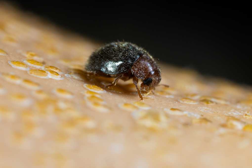 Rhyzobius lophanthae - Rhyzobug - Adult - Koppert-4 (002)