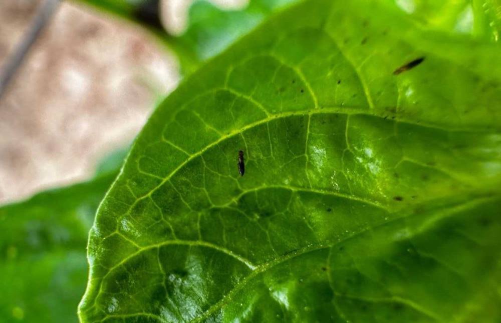 Thrips-parvispinus