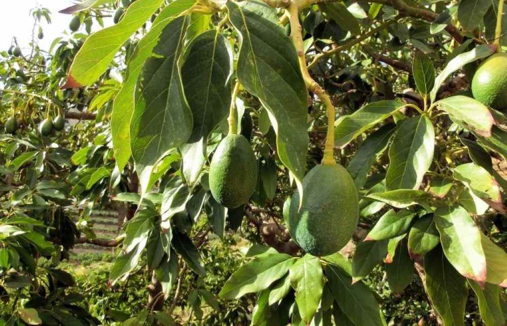 aguacates