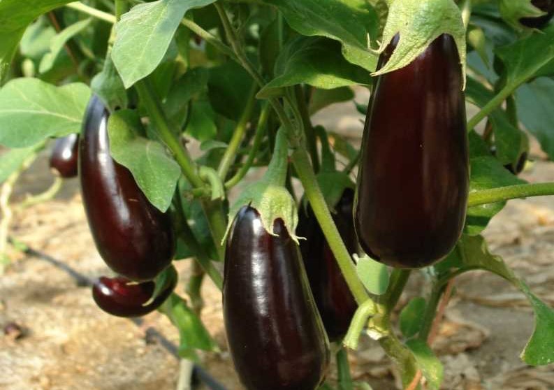 berenjenas