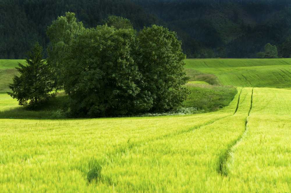 campo