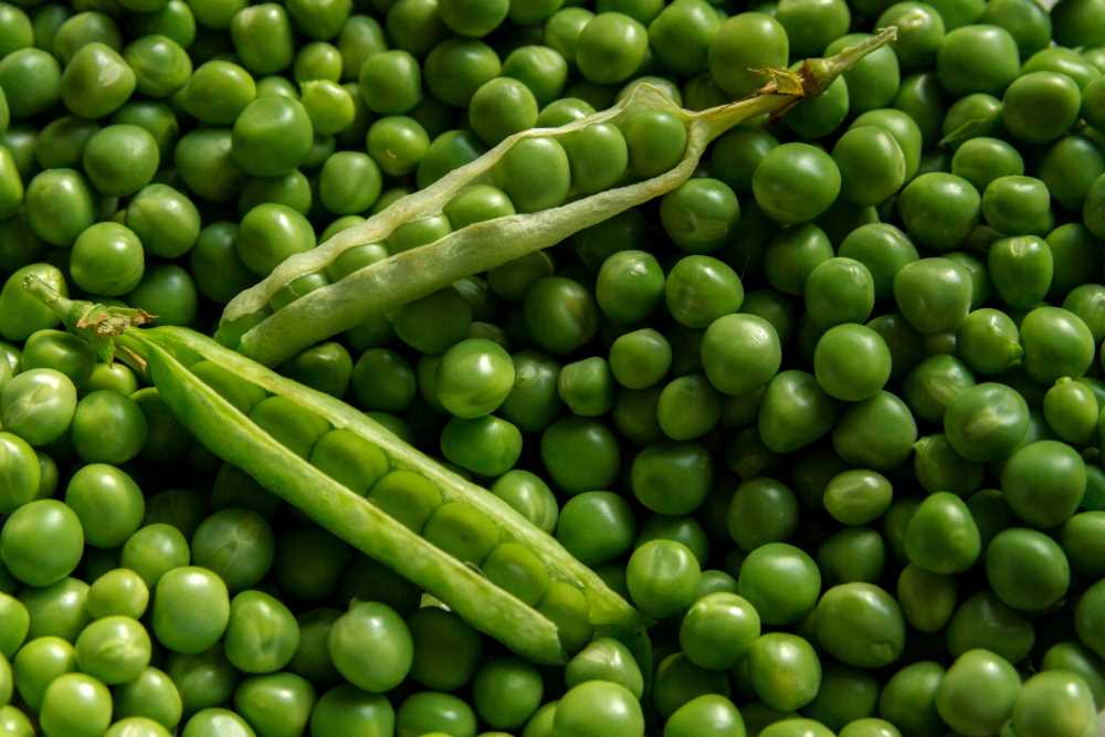 guisantes