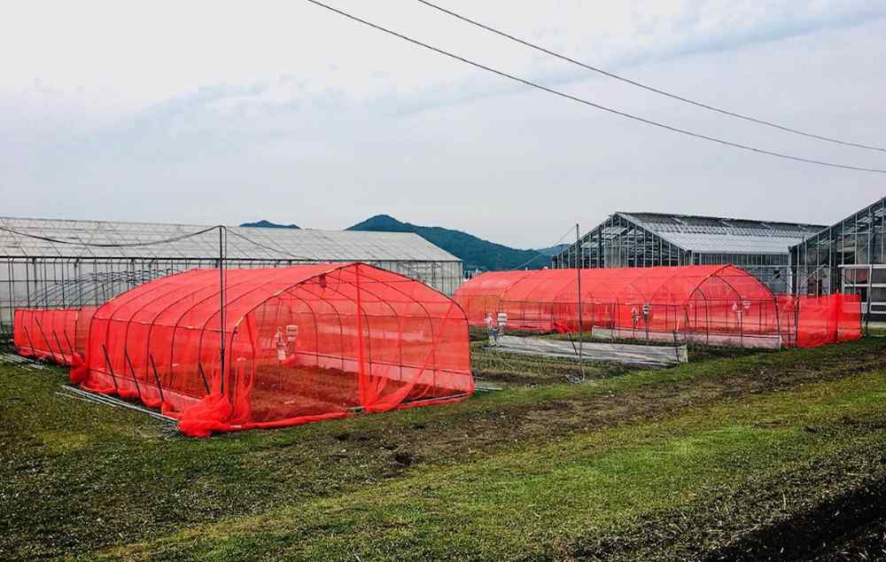 mallas de cultivo rojas