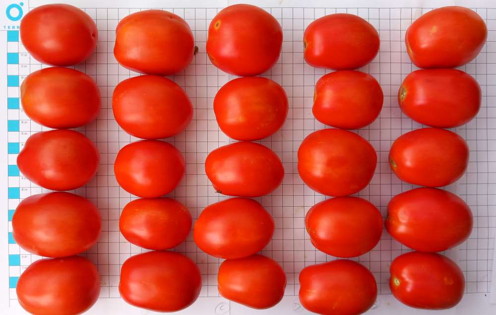 tomate ensayo Tebrio