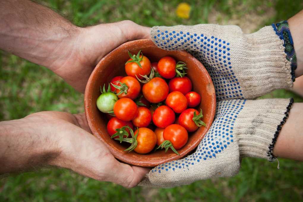 Higiene alimentaria