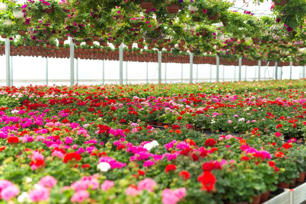 Flor y planta ornamental