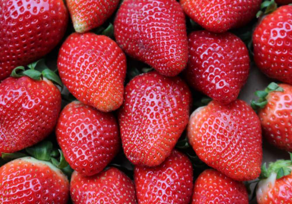 fresas