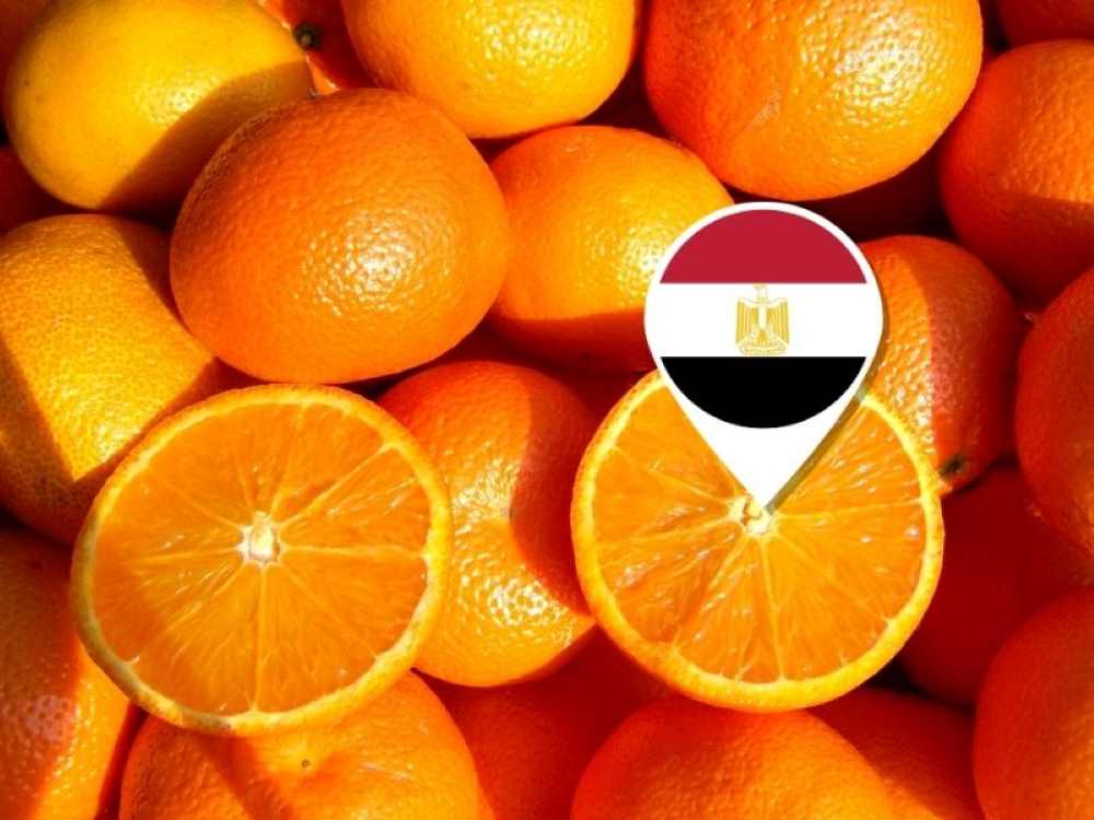 naranjas egipto