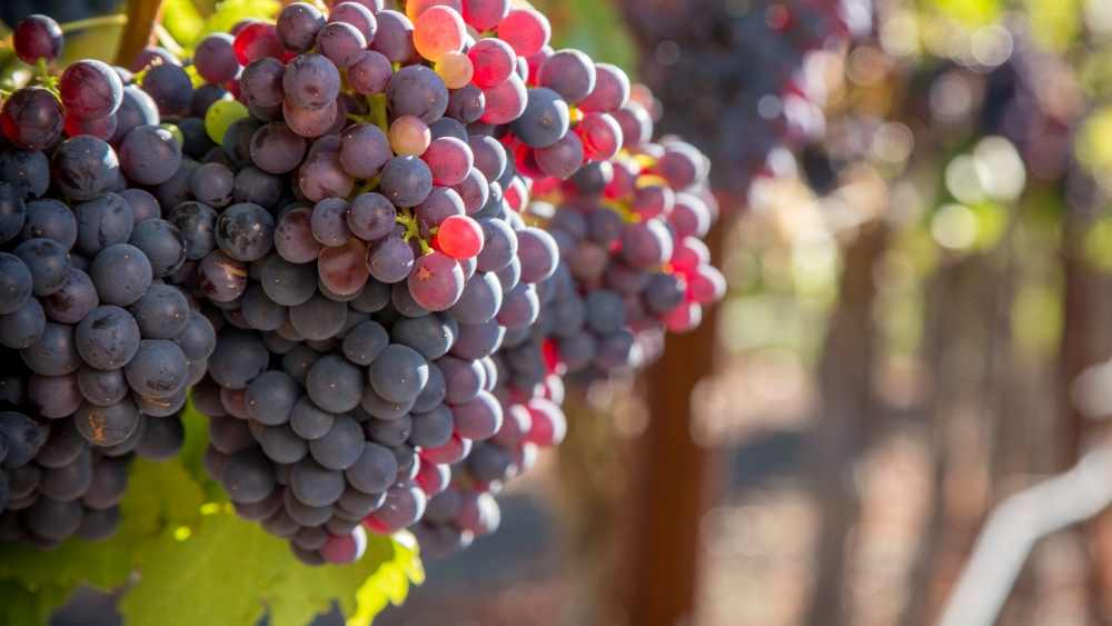 uvas
