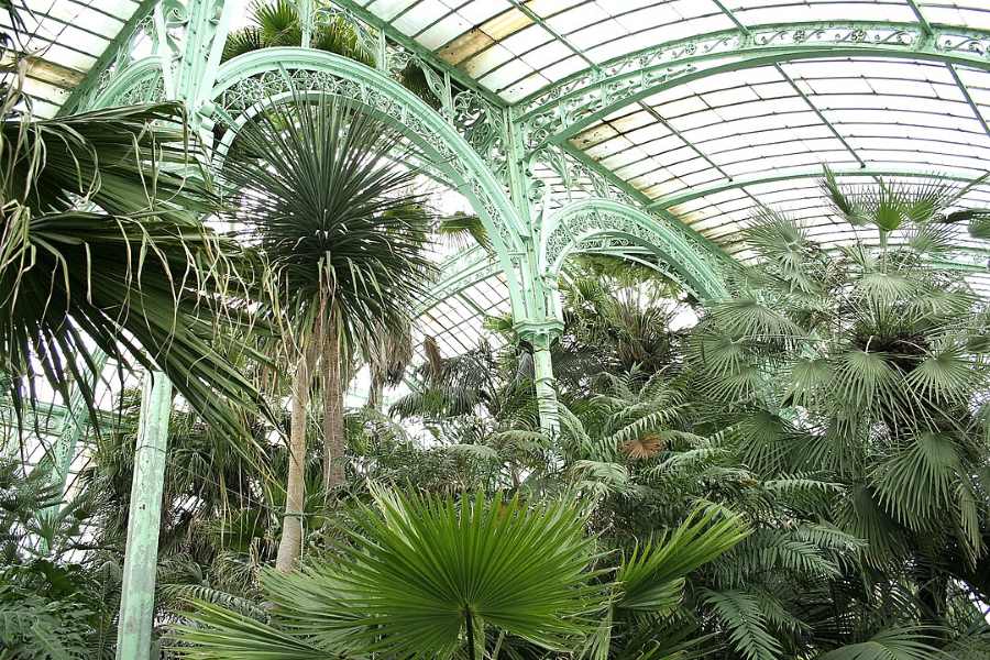 Laeken invernaderos palmeras