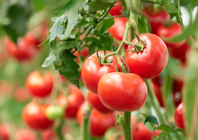 tomates