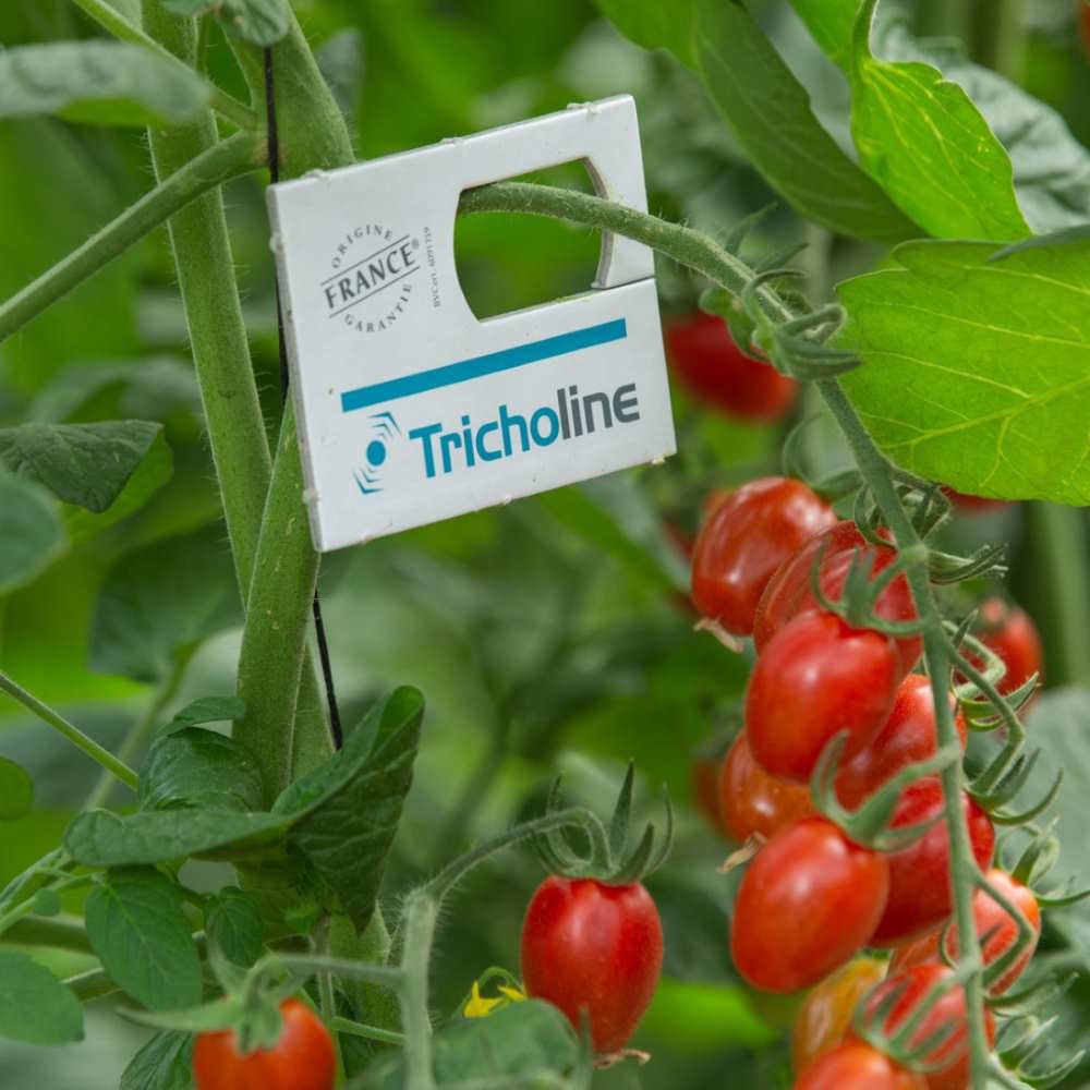 TRICHOLINE TA