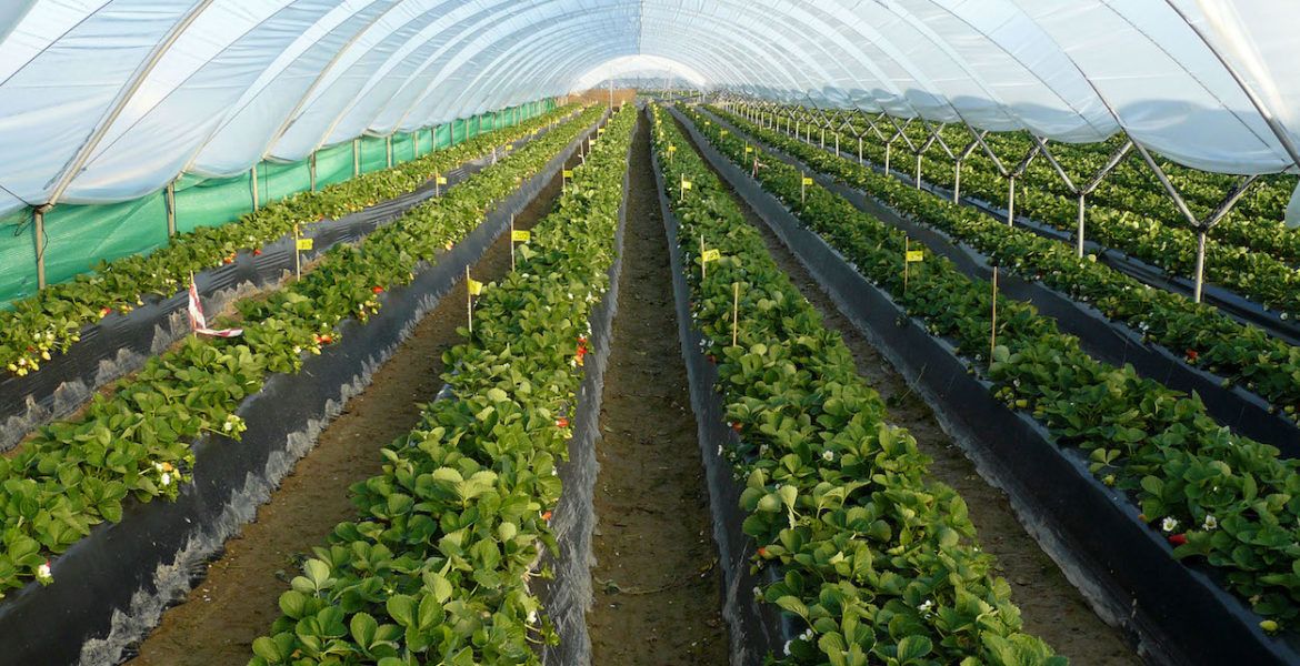 agrocolor_ensayos-