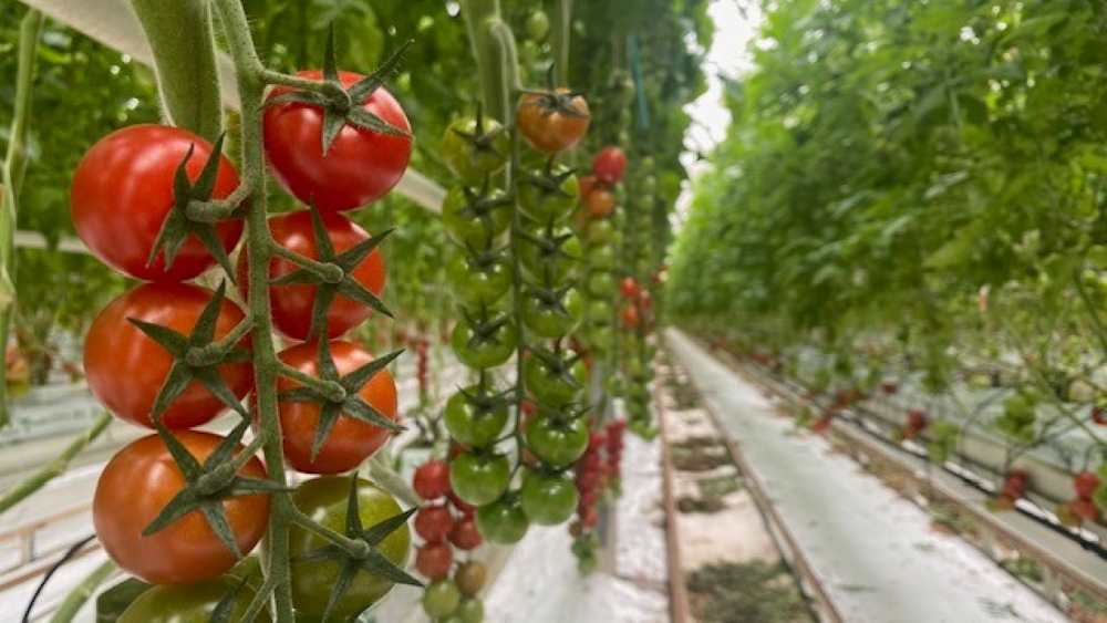 centro nunhems del tomate