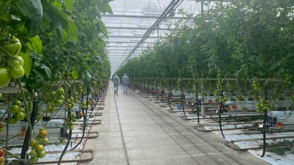 centro nunhems de tomate 