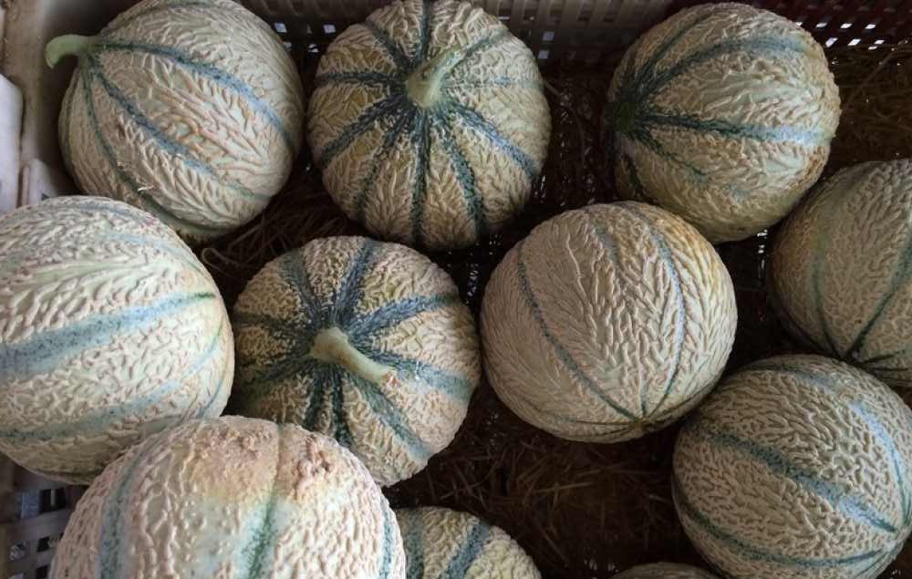 melones marruecos