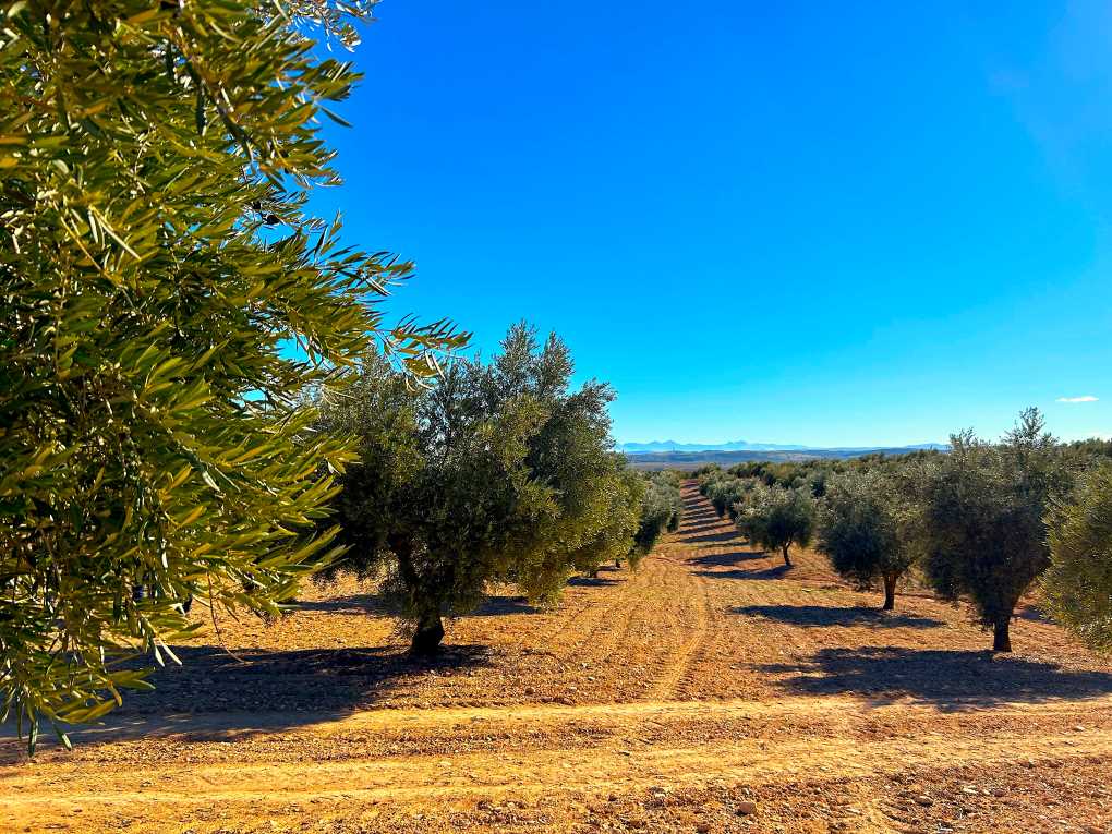 olivos-huelma-jaen (002)