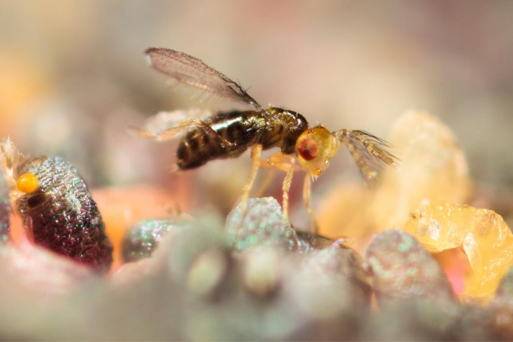 tricholine avispilla